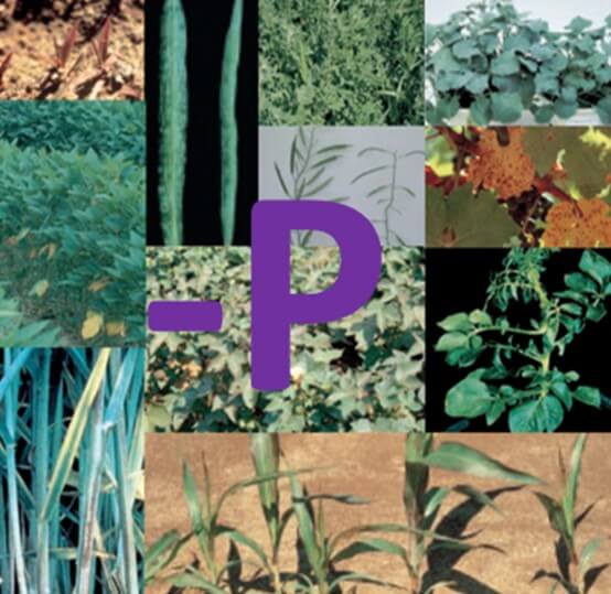 Síntomas Visuales de Deficiencia de Fósforo en los Cultivos | Intagri S.C.